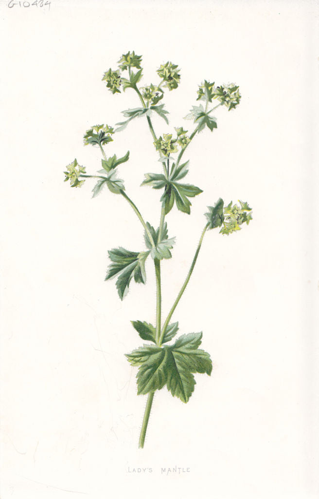 FLOWERS. Lady's Mantle c1895 old antique vintage print picture